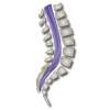 Spine